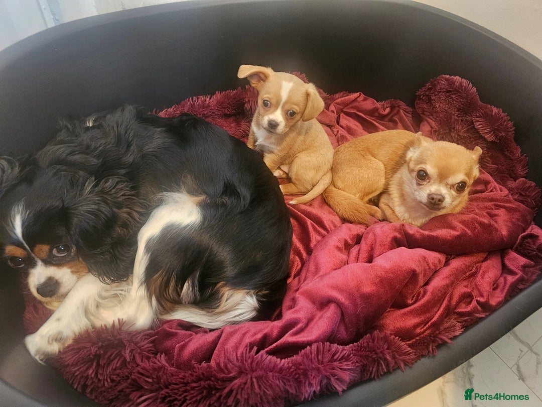 Mixed Breed dogs for sale: Chilliers pup girl - Image 5