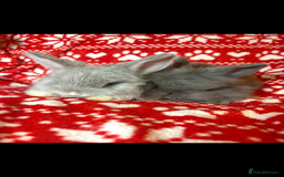 Mini Lop rabbits for sale: Gorgeous little mini lop baby bunnies ready now - Image 6