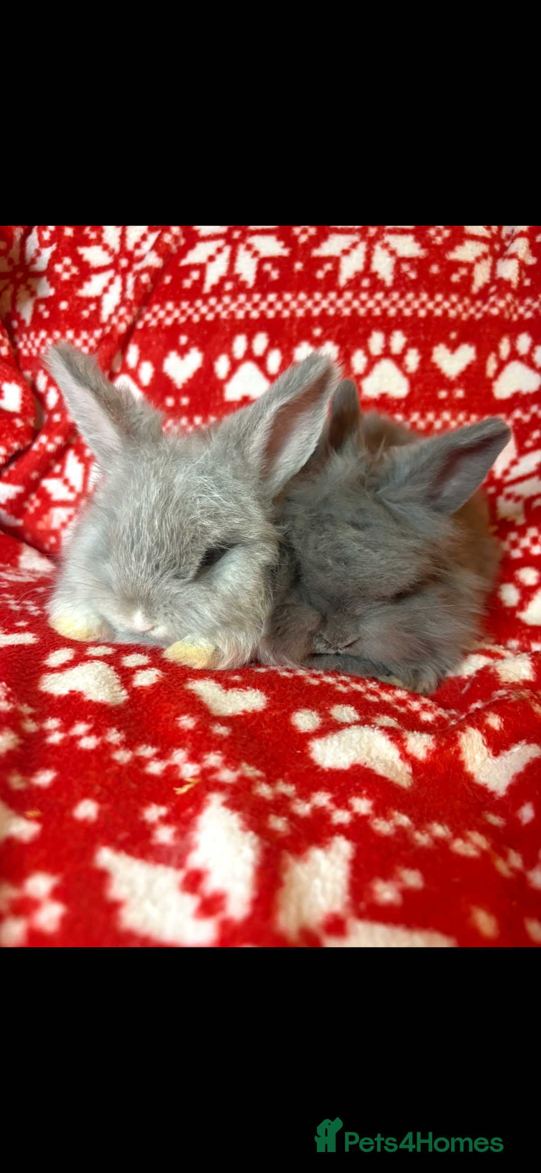 Mini Lop rabbits for sale: Gorgeous little mini lop baby bunnies ready now - Image 6