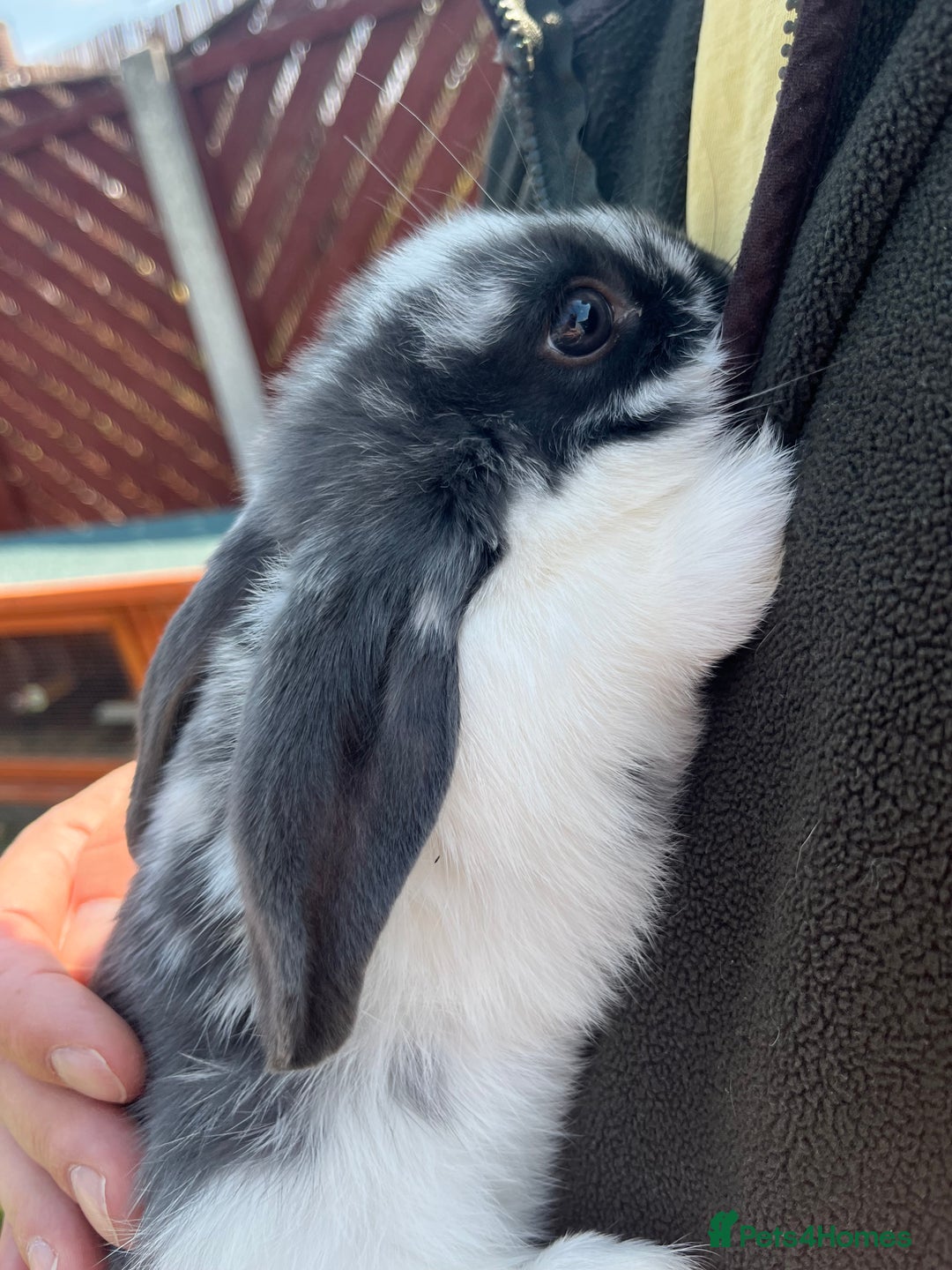 Mini Lop rabbits for sale: Two beautiful mini lops ready to go now - Image 3