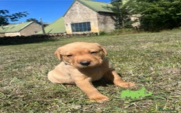 Labrador Retriever dogs for sale: Fox Red Labrador puppies  - Image 6
