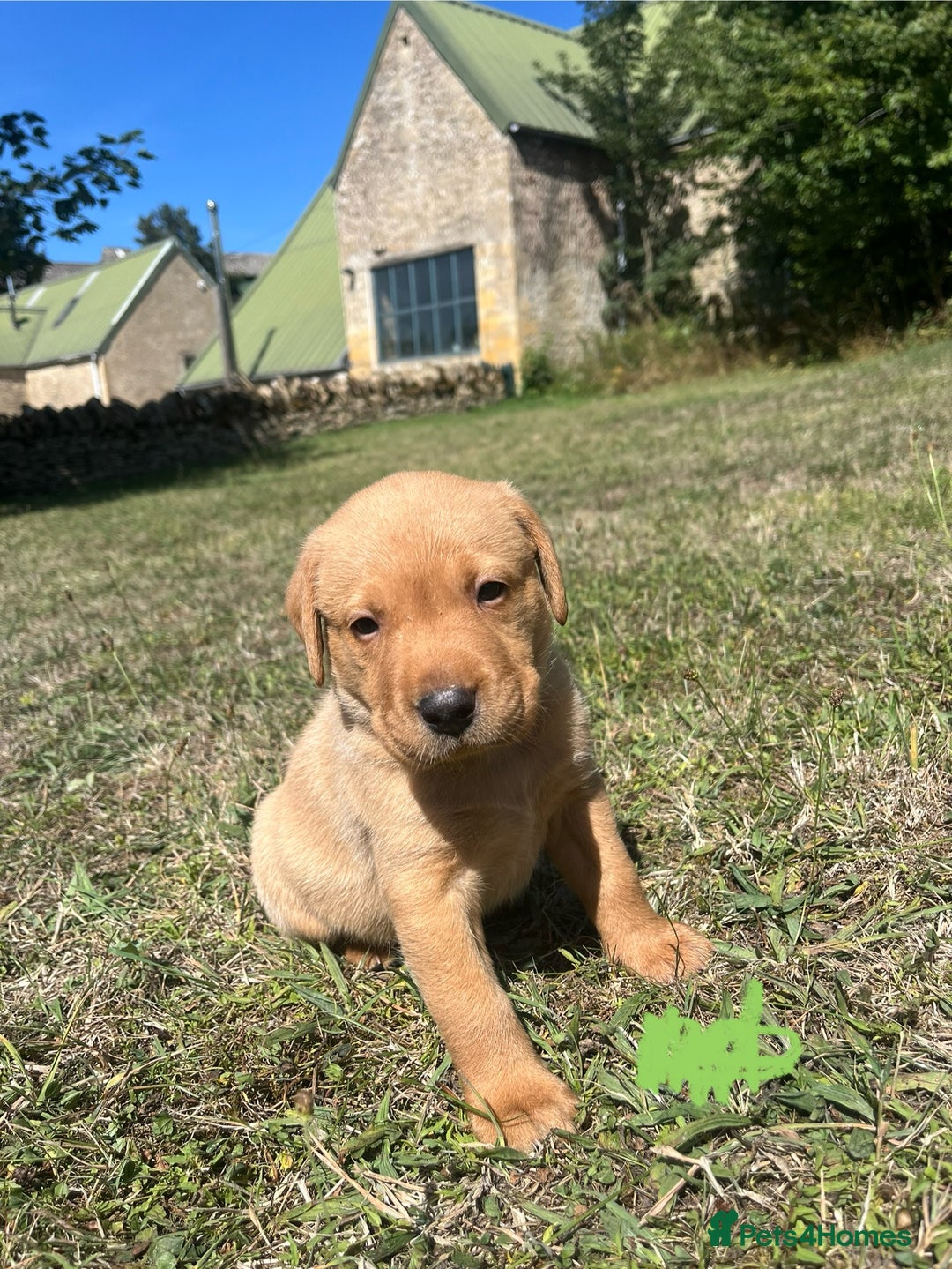 Labrador Retriever dogs for sale: Fox Red Labrador puppies  - Image 6