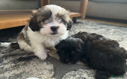 Maltipoo dogs for sale: Maltipoo puppies  - Image 14