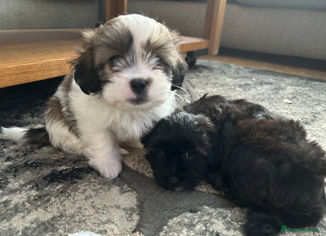 Maltipoo dogs for sale: Maltipoo puppies  - Image 14