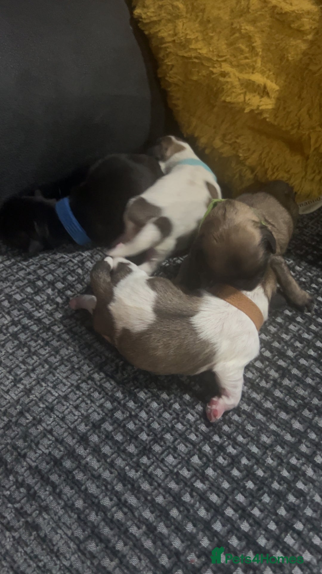 Shih Tzu dogs for sale: Shih tzu puppies  - Image 5