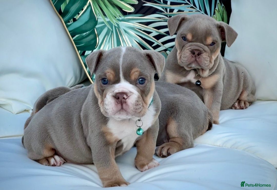 English Bulldog dogs for sale: Champion Bloodlines KC British Bulldogs - Image 6