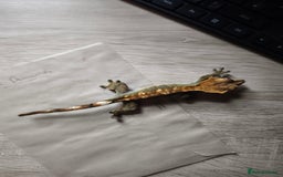 Gecko reptiles for sale: Female crested gecko  - Image 4