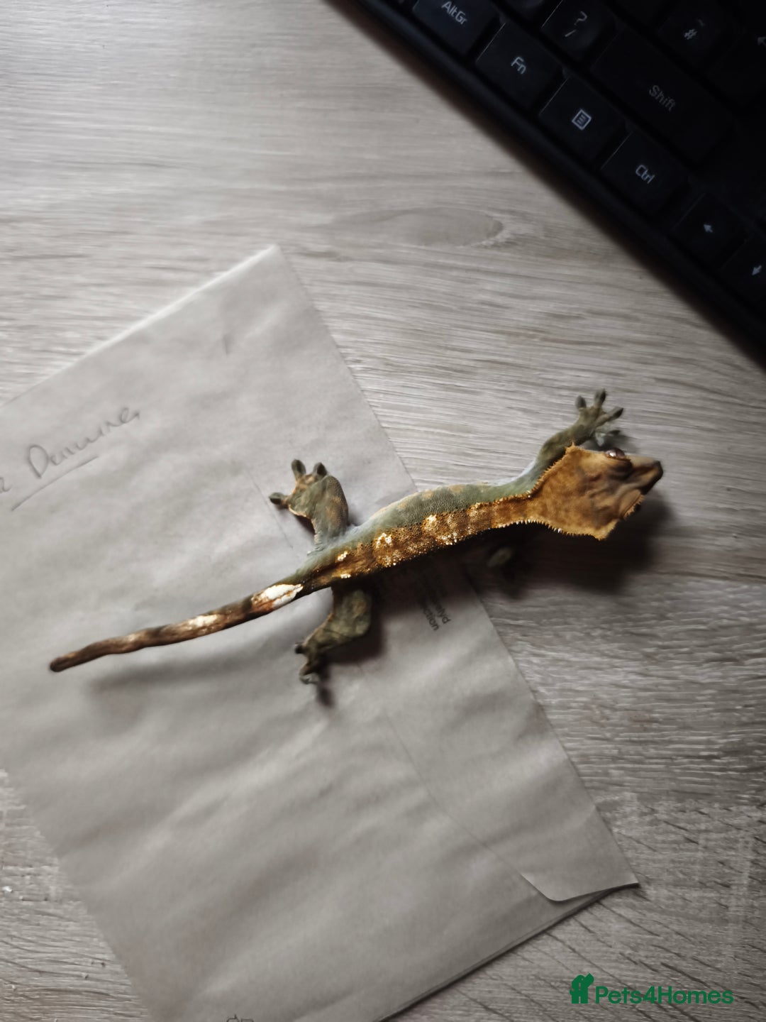 Gecko reptiles for sale: Female crested gecko  - Image 4