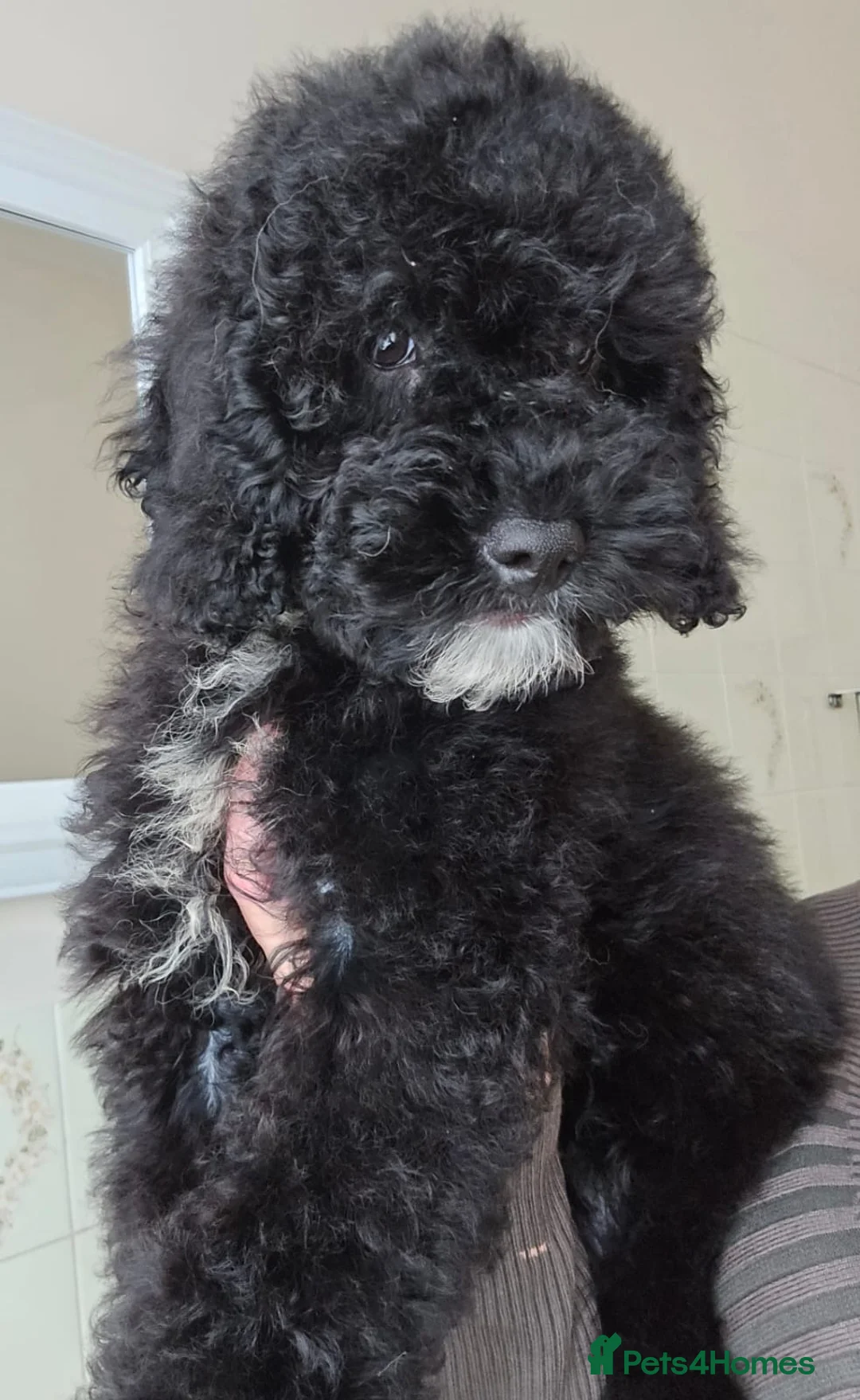 Goldendoodle dogs for sale: Goldendoodle Puppies  in Bolton - Advert 10