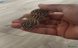 Corn Snake reptiles for sale: Leopard geckos snake for sale  in London - Image 3