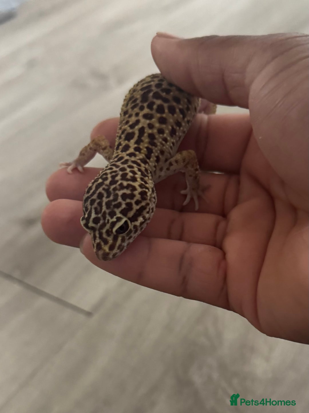 Corn Snake reptiles for sale: Leopard geckos snake for sale  in London - Image 3
