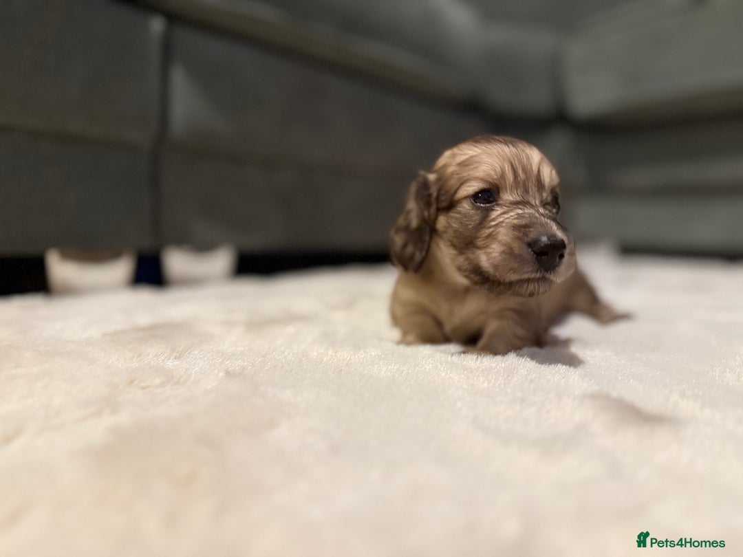 Miniature Dachshund dogs for sale: Shaded cream boy ready now - Advert 8