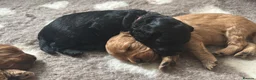 Cavapoo dogs for sale: Little Romeo looking for his Juliet!  - Advert 23
