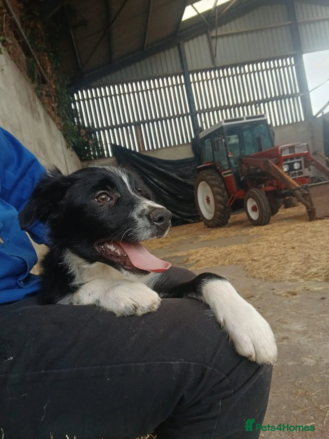 Border Collie dogs for sale: 3 bitch border collies 12 weeks old - Advert 8