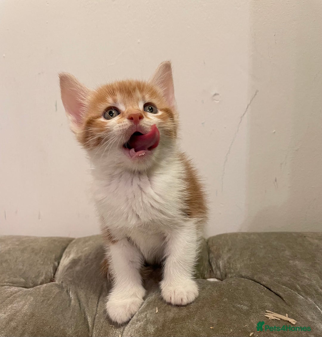 Mixed Breed cats for sale: kittens ready now  - Image 13