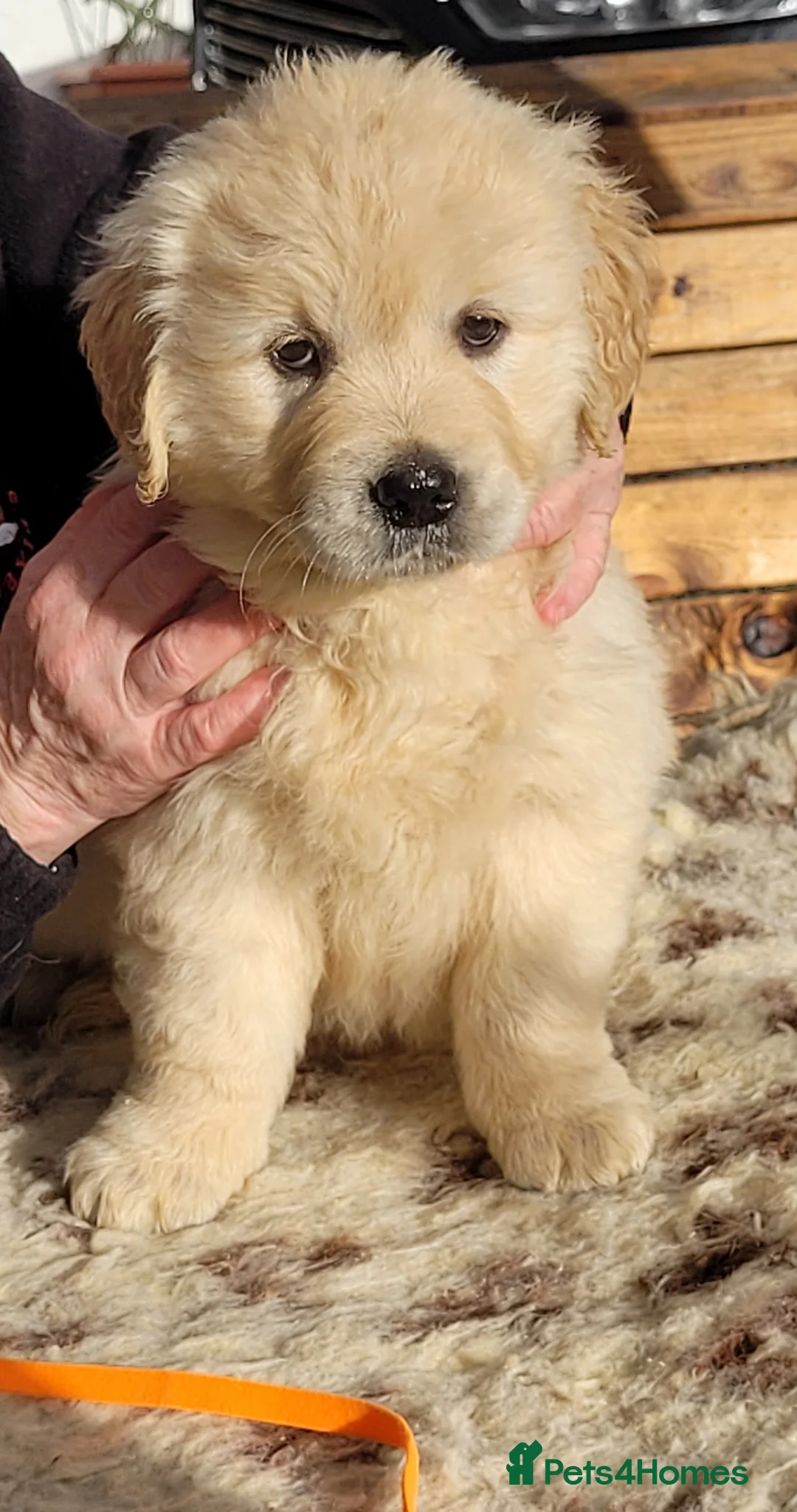 Golden Retriever dogs for stud: Cesarka Golden Retrievers in Conwy - Advert 23