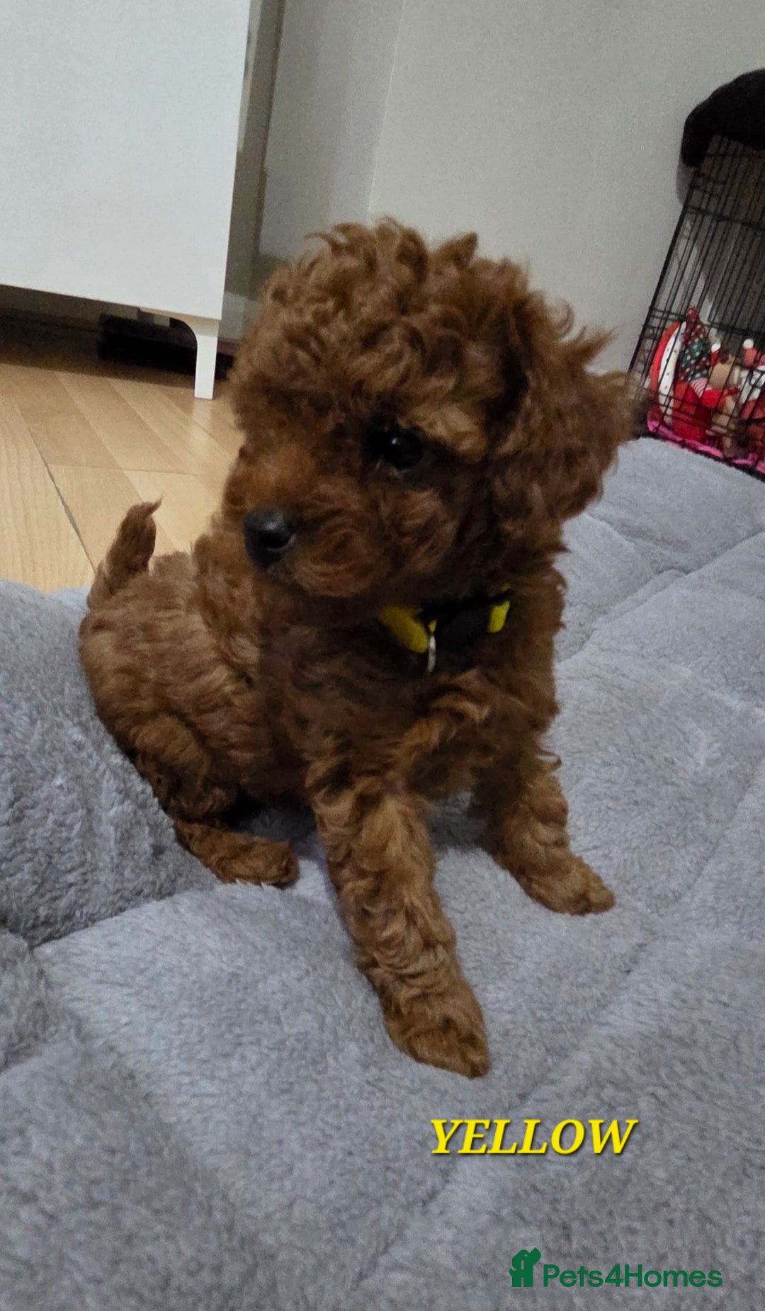 Mixed Breed dogs for sale: Toy / Aisan Poodle, Red Puppies - Advert 34