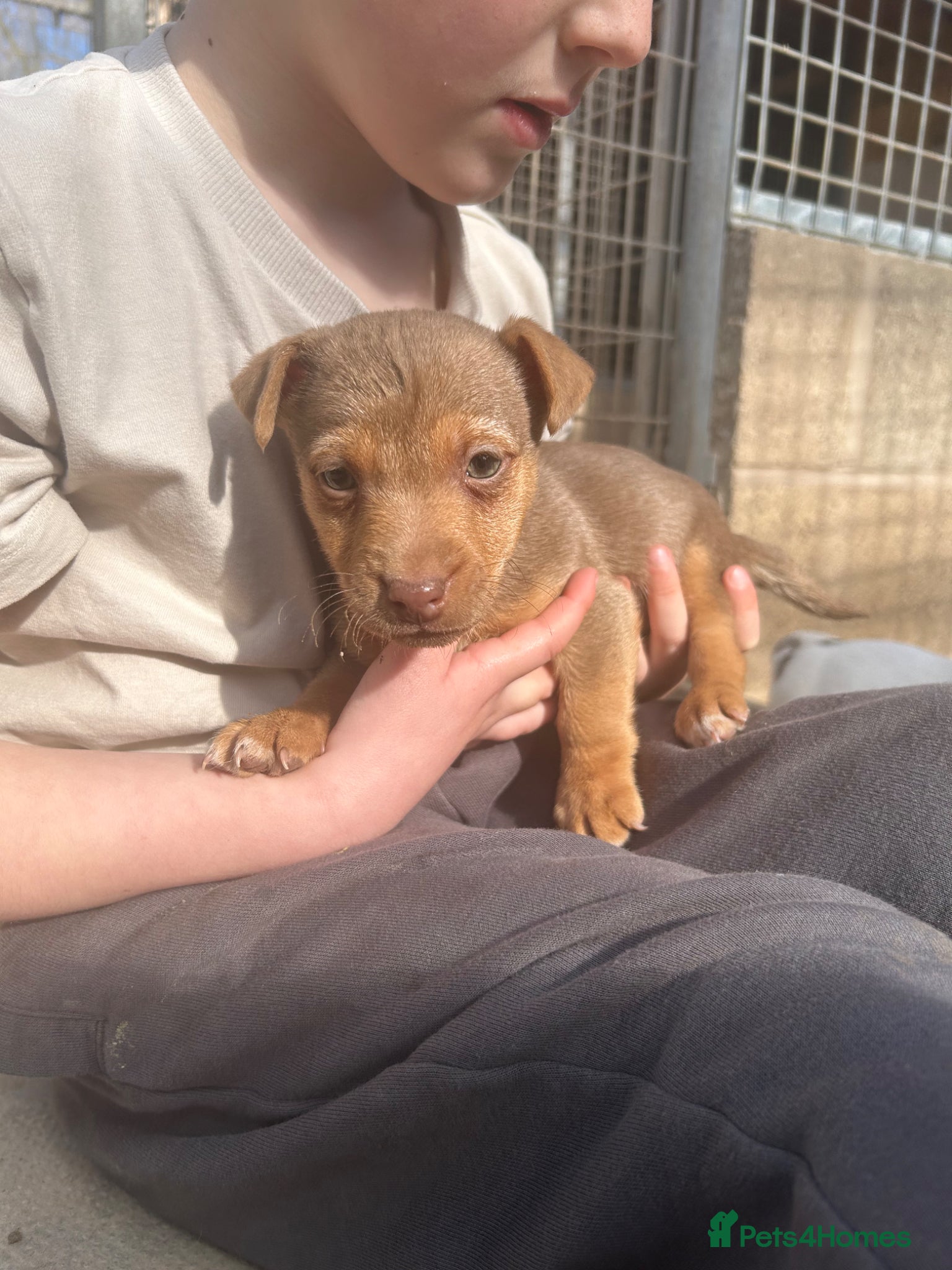 Jack Russell dogs Beautiful coloured Jack Russell puppies  - Advert 5