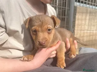 Jack Russell dogs Beautiful coloured Jack Russell puppies - Advert 5