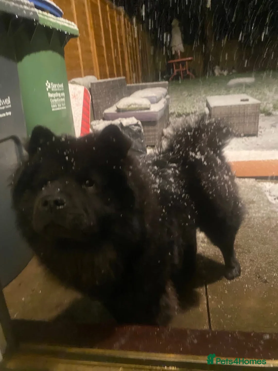 Chow Chow dogs for sale: 1 year old Female Chow Chow  in Walsall - Advert 1