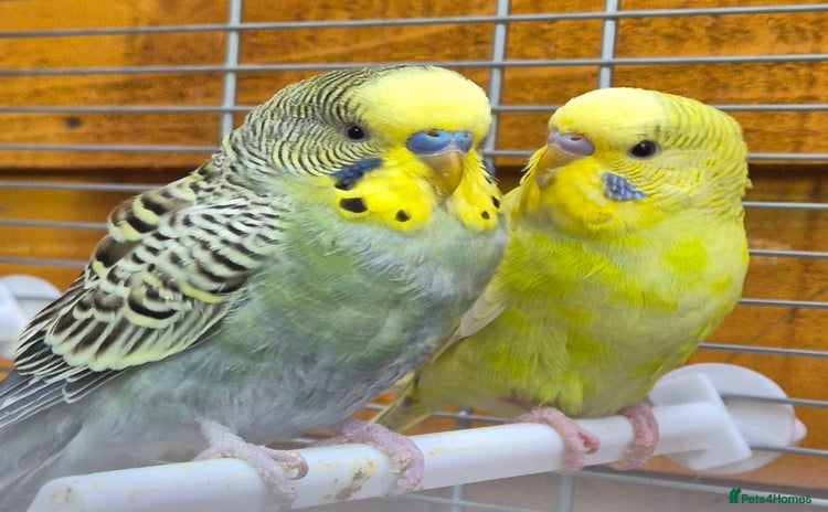 Budgerigars birds Budgies available for new homes - Advert 1