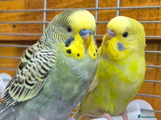 Budgerigars birds Budgies available for new homes - Advert 5