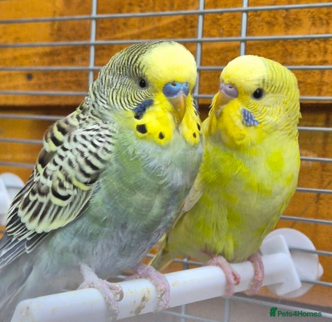 Budgerigars birds Budgies available for new homes - Advert 1