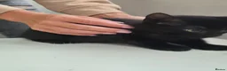 Mixed Breed cats for sale: Kittens - Advert 7