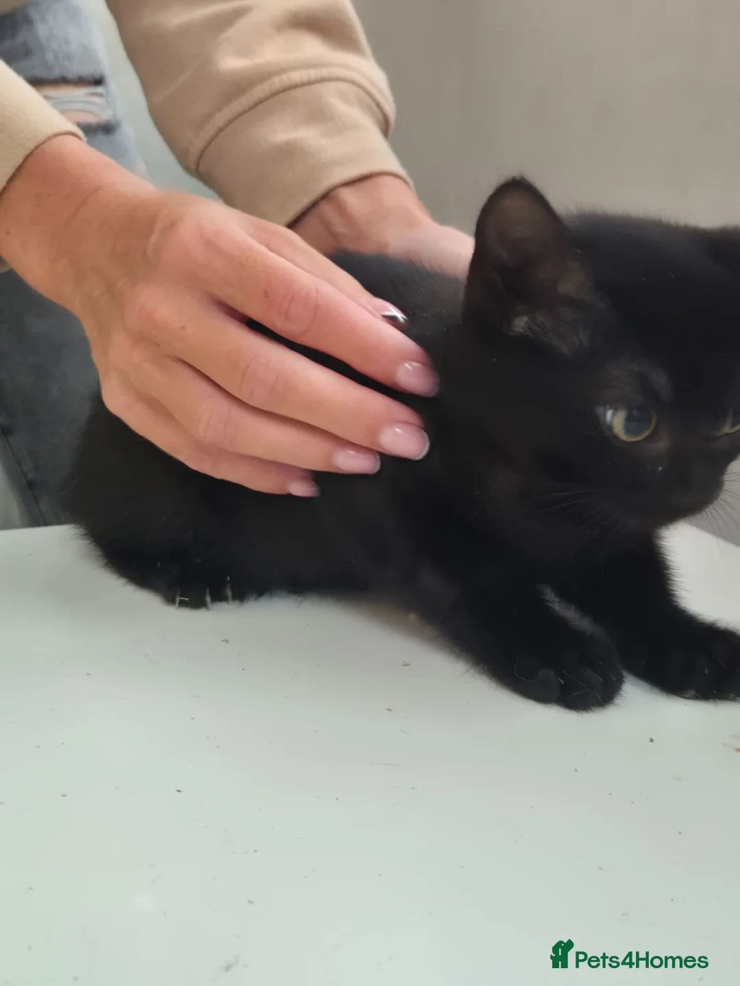 Mixed Breed cats for sale: Kittens - Advert 7