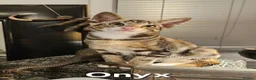 Mixed Breed cats for sale: Beautiful Oriental-Cross Kittens – 3 Boys & 1 Girl - Advert 2