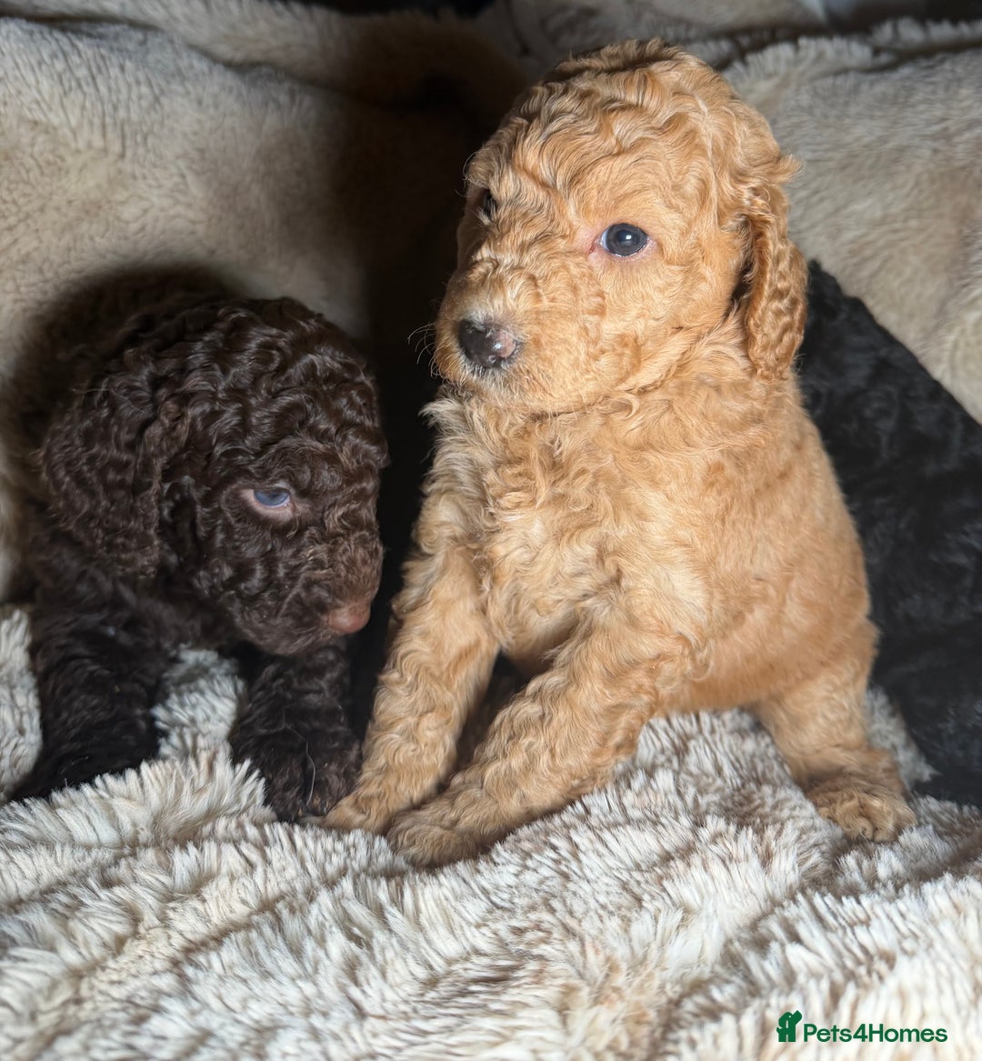 Goldendoodle dogs for sale: Goldendoodles Ready Next Week - Advert 4