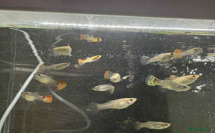 Other/Mixed Breed fish - Advert 2