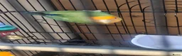 Lovebirds birds for sale: Single Female Lovebird in London - Advert 12