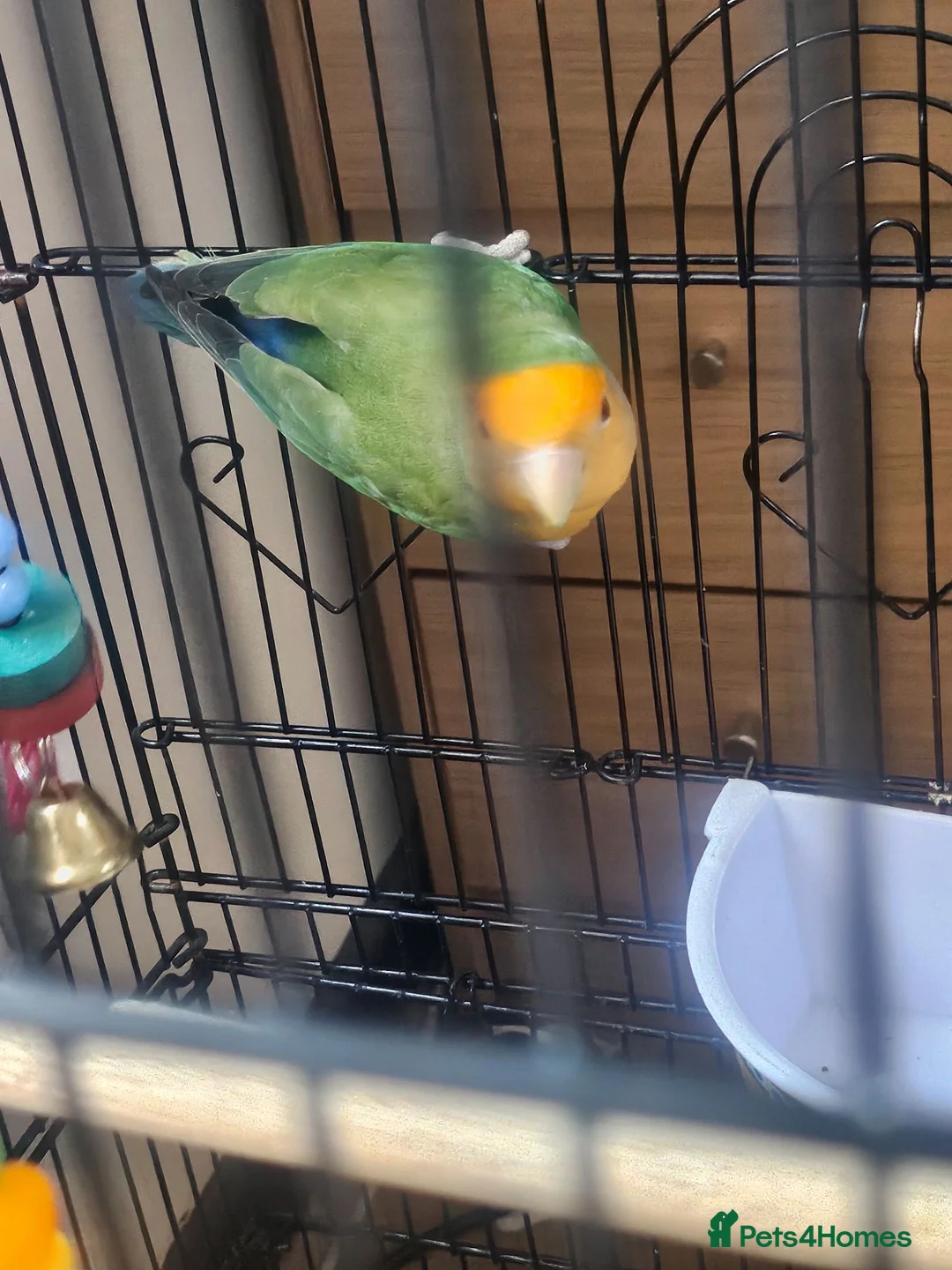 Lovebirds birds for sale: Single Female Lovebird in London - Advert 12
