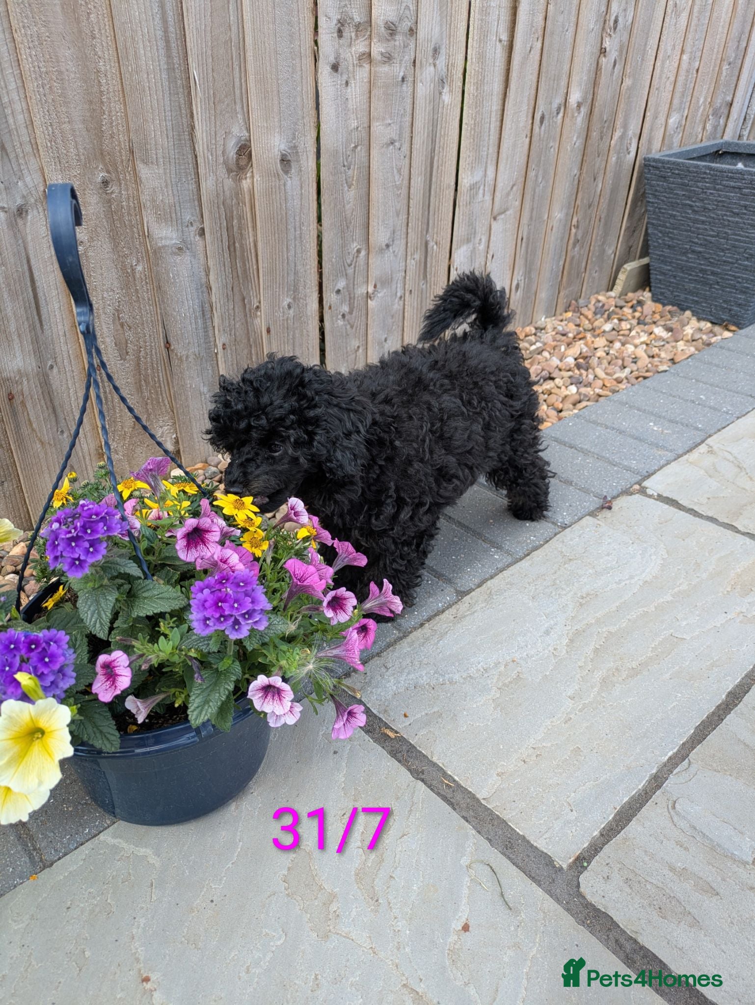 Toy Poodle dogs Toy poodle girls KC , fully vac 14 weeks old  - Advert 1