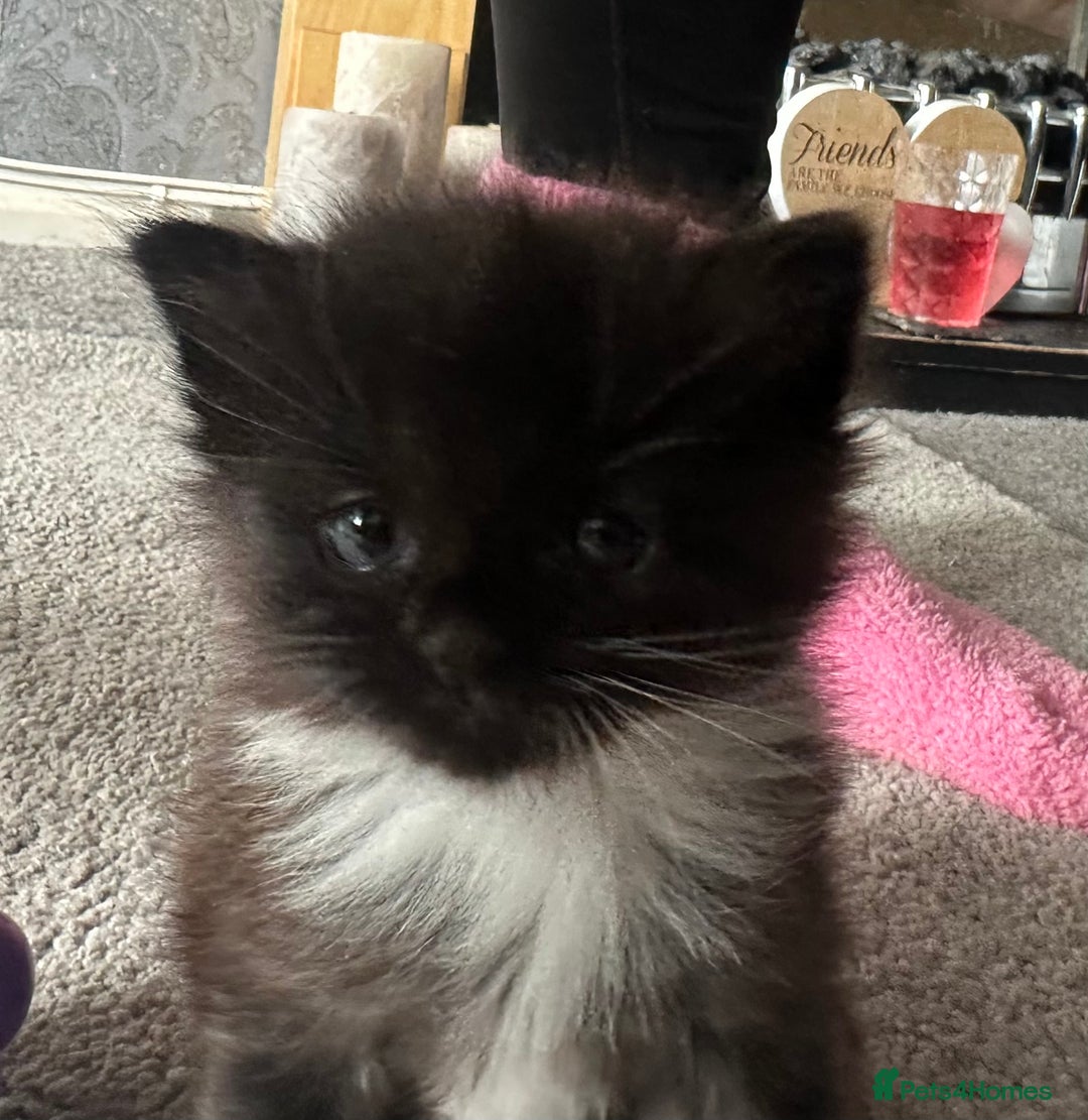 British Longhair cats for sale: Kittens  - Image 2