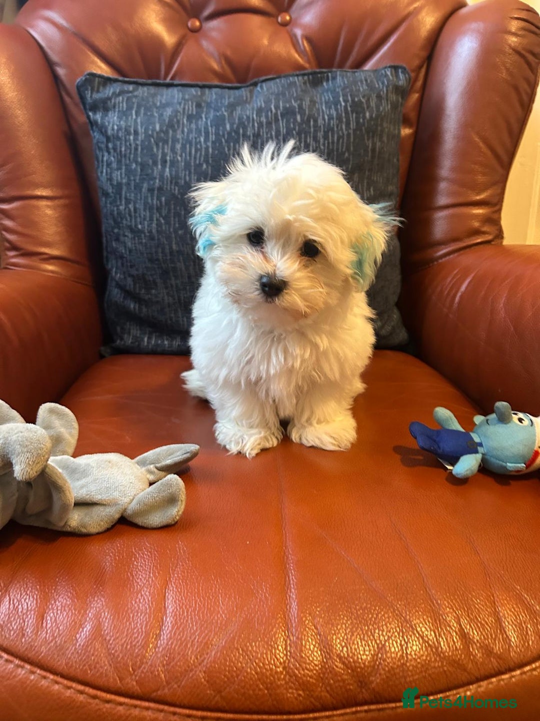 Havanese dogs for sale: Extra mini Havanese x Maltese puppies - Image 11