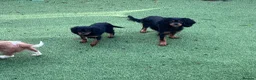Cavalier King Charles Spaniel dogs for sale: Stunning health tested KC cavalier puppies - Advert 4