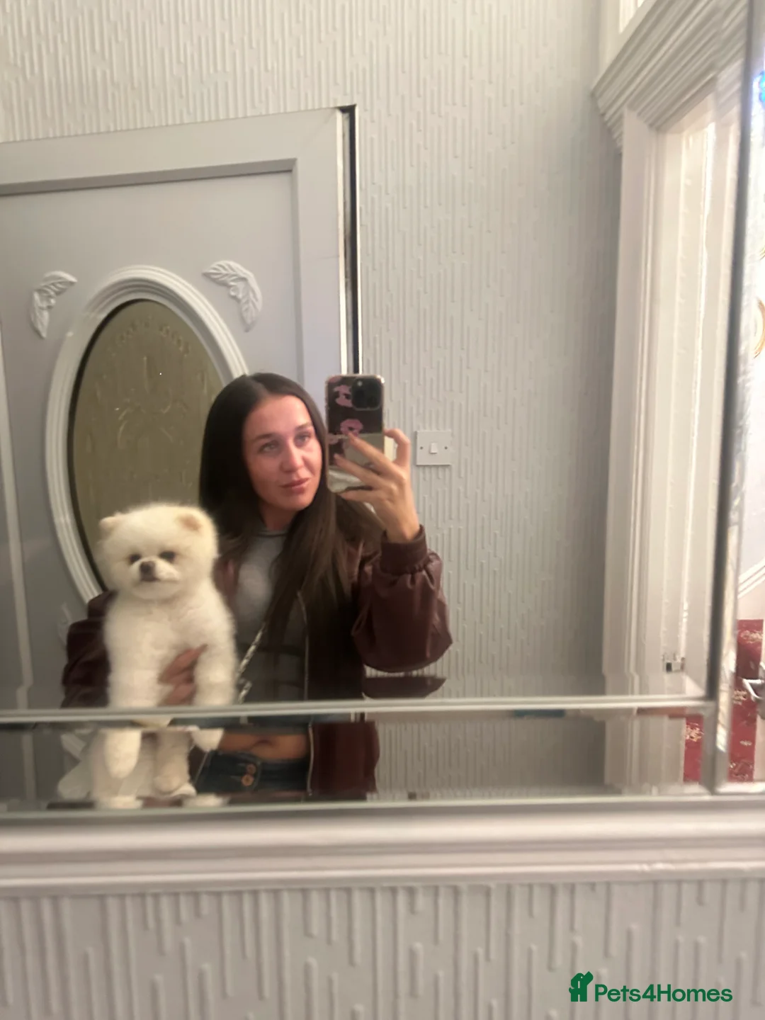 Pomeranian dogs for stud: Teddy  - Advert 6