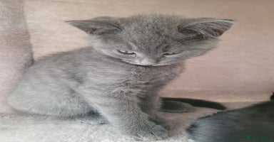British Shorthair cats - Advert 8