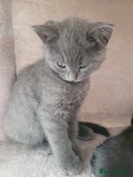 British Shorthair cats - Advert 2