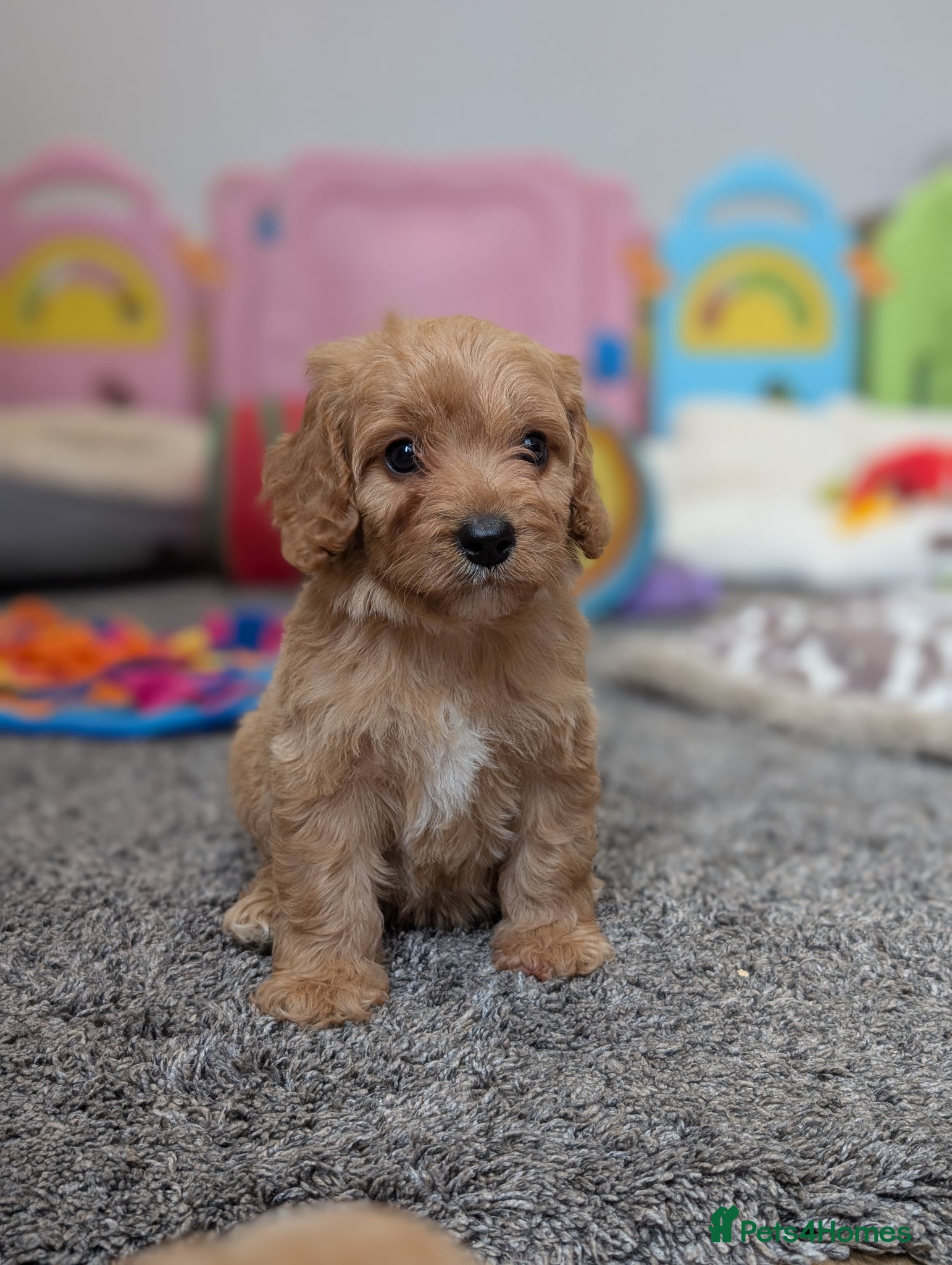 Cavapoo dogs ⭐⭐⭐⭐⭐ F1 Cavapoo puppies Health tested parents.  - Advert 1