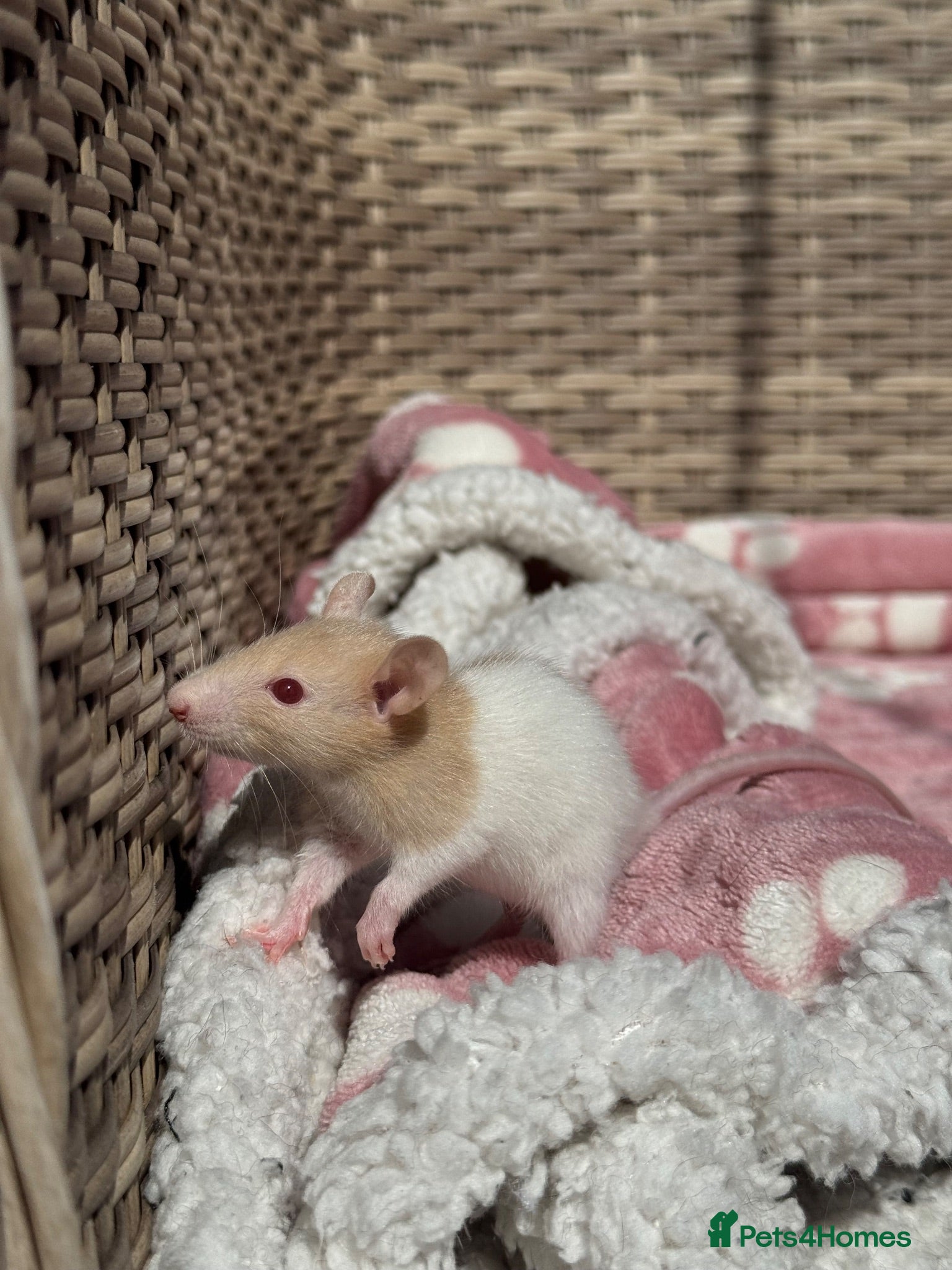 Rat rodents Beautiful baby rats - Advert 16