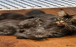 Maine Coon cats for sale: 4 x large bundles of fun - Image 21