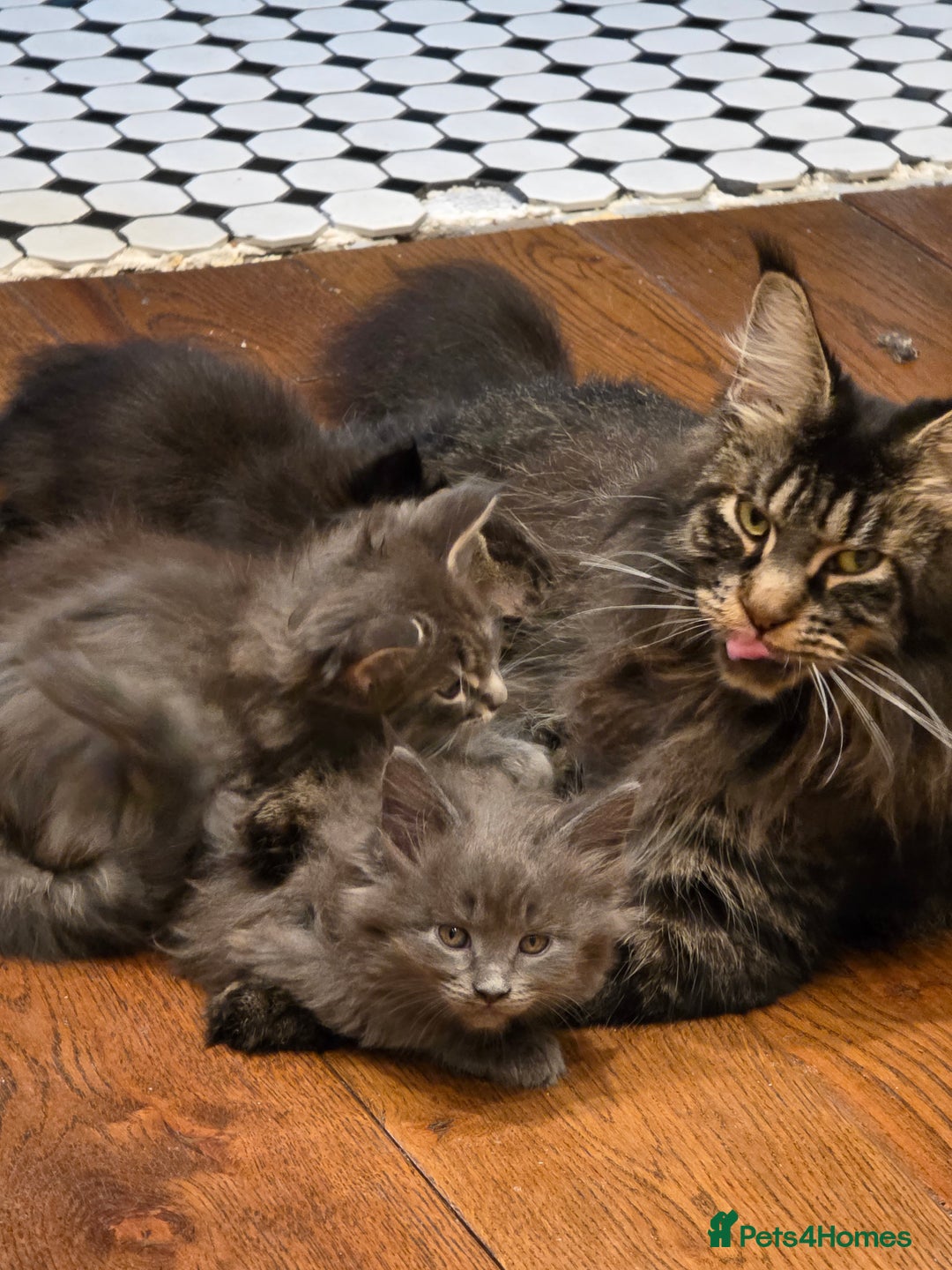 Maine Coon cats for sale: 4 x large bundles of fun - Image 21