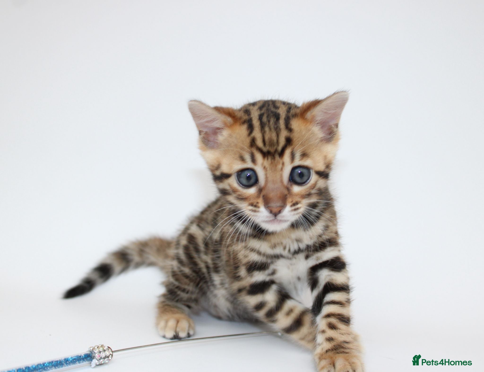 Bengal cats 🔥 Beautiful Bengal girl🔥 - Advert 2