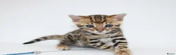 Bengal cats for sale: 🔥 Beautiful Bengal girl🔥 - Advert 2