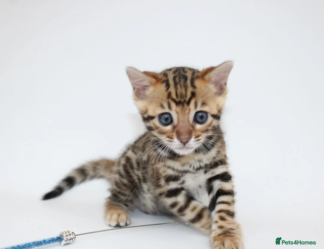 Bengal cats for sale: 🔥 Beautiful Bengal girl🔥 - Advert 2