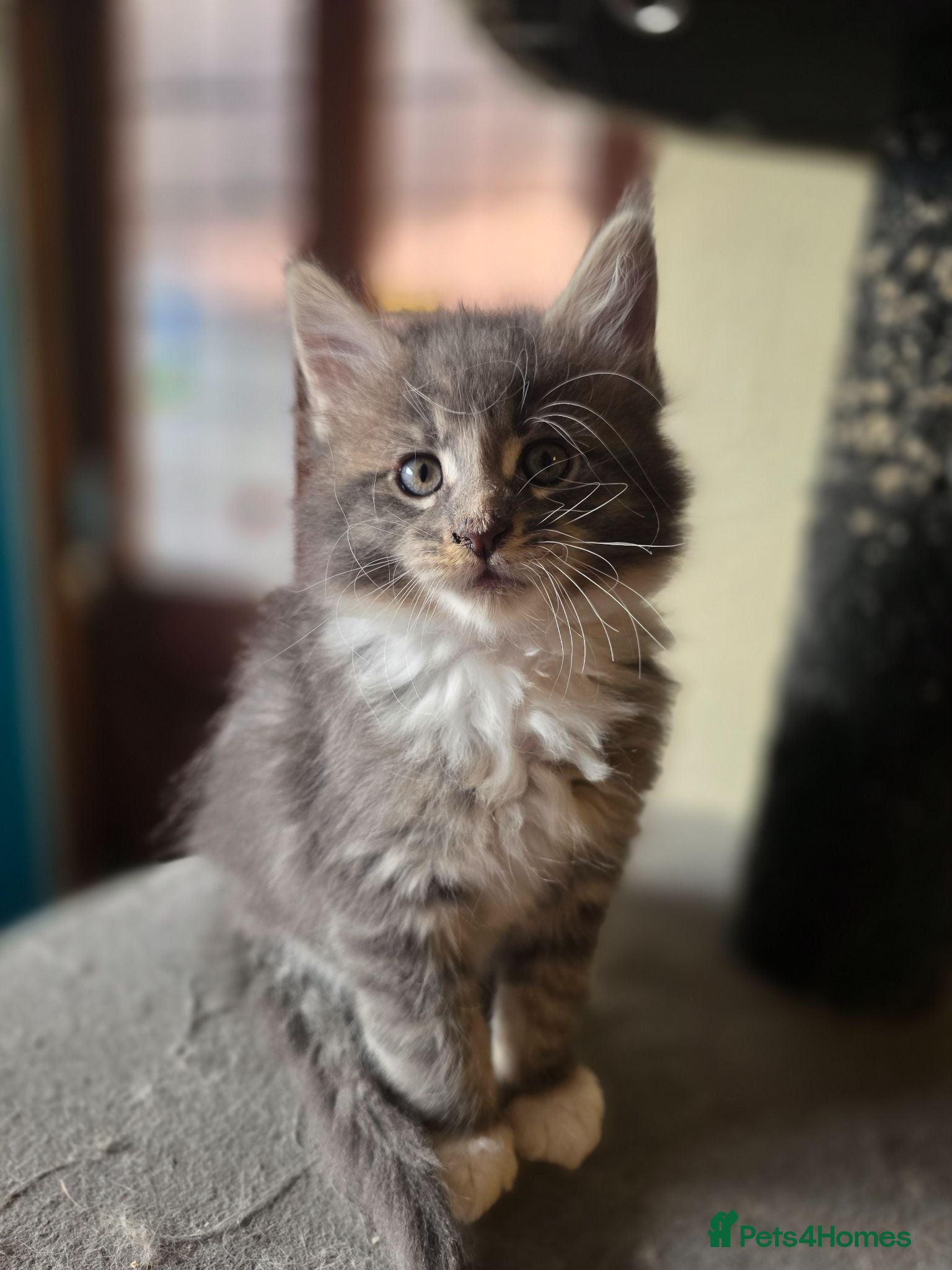 Maine Coon cats  Maine Coon Kittens Champion Bloodline  - Advert 15