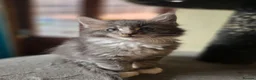 Maine Coon cats for sale:  Maine Coon Kittens Champion Bloodline  - Advert 10